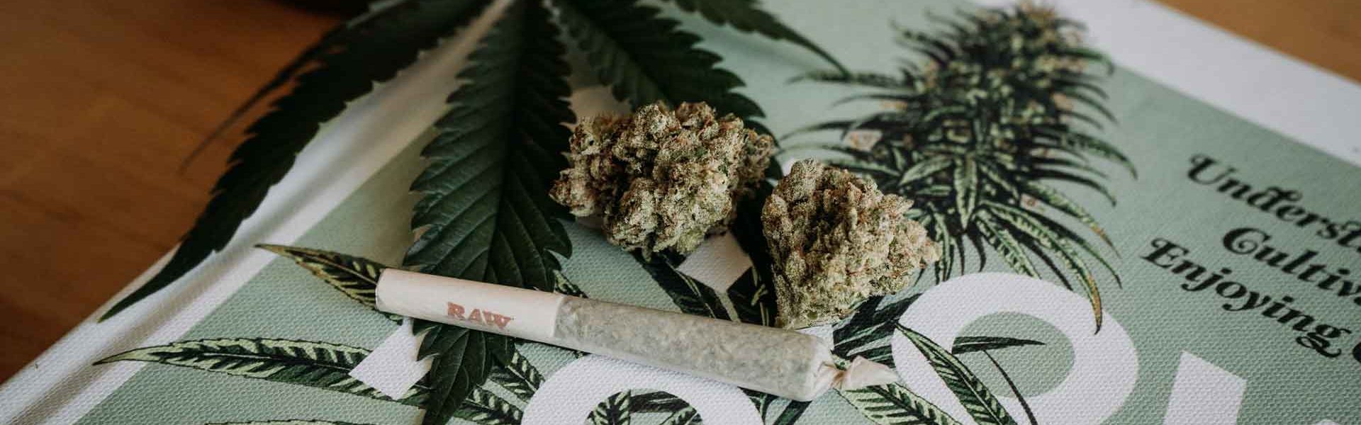 Is-Cannabis-Safe--8-Things-to-know-to-keep-using-cannabis-safely