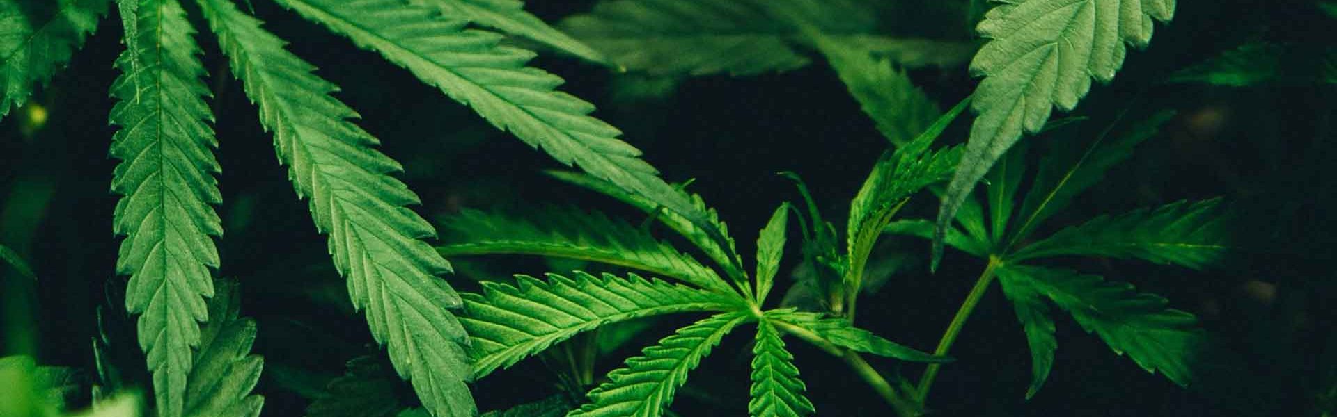 The-Importance-of-CBD-Products